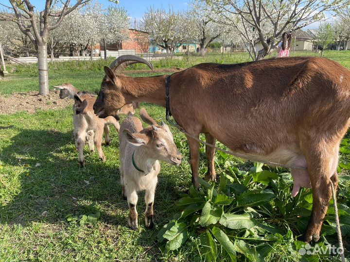 Продается коза Альпийская