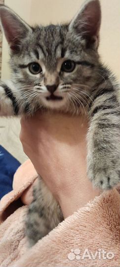 Котята в добрые руки бесплатно мальчик