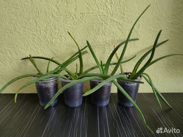 Алоэ вера большой