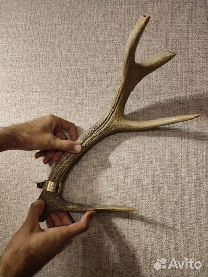 Рога оленя 50 см