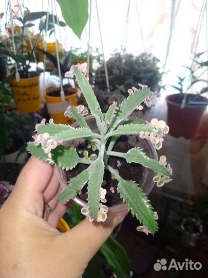 Каланхоэ,розовые бабочки