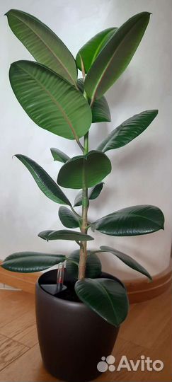 Фикус Робуста каучуконосный