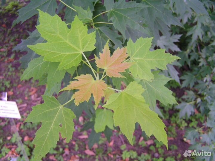 Саженцы клёна