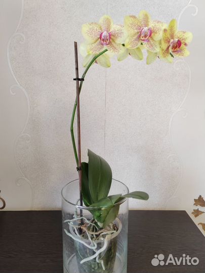 Орхидея фаленопсис