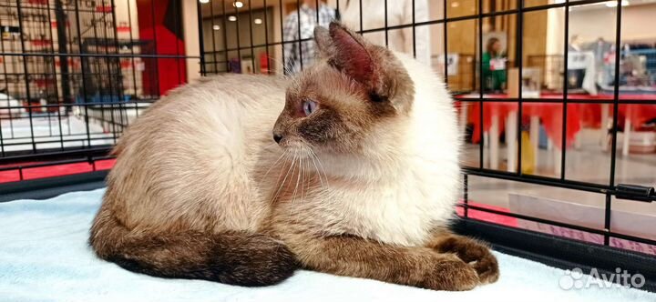 Кошка одного хозяина