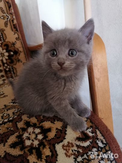 Отдам котят в хорошие руки