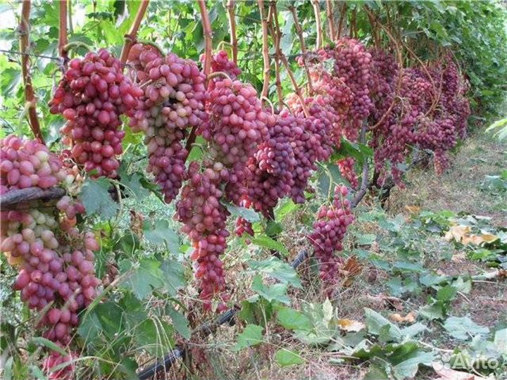 Саженцы виноград Самохвалович