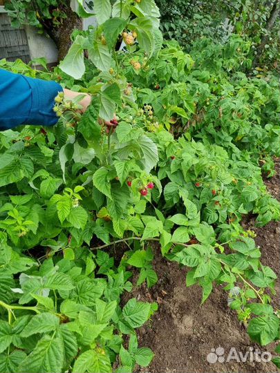 Малина ремонтантная