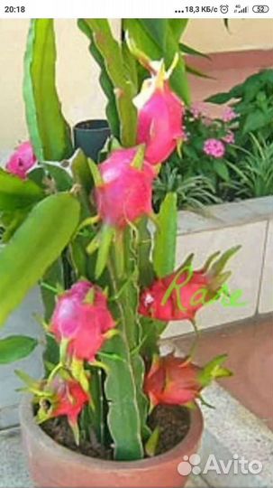 Комнатные растения цветы