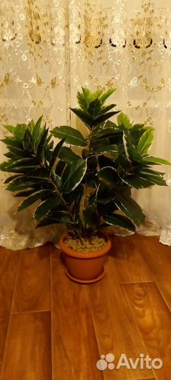 Искусственный фикус