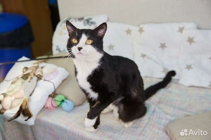 Брутальный кот Волька ищет дом