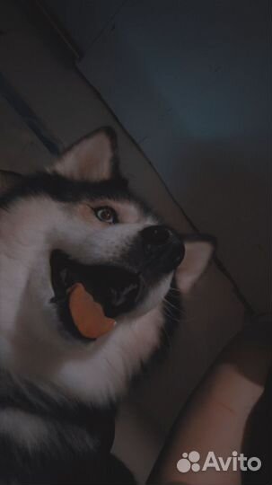 Хаски в добрые руки