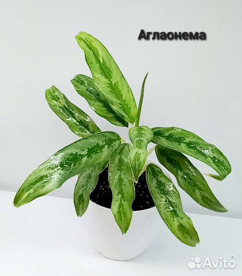 Аглаонема, драцена, перексия,педилантус