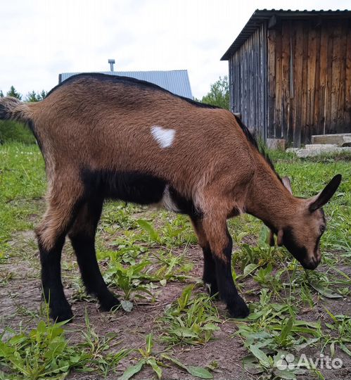 Козочка и козлик ч/п альпийцы