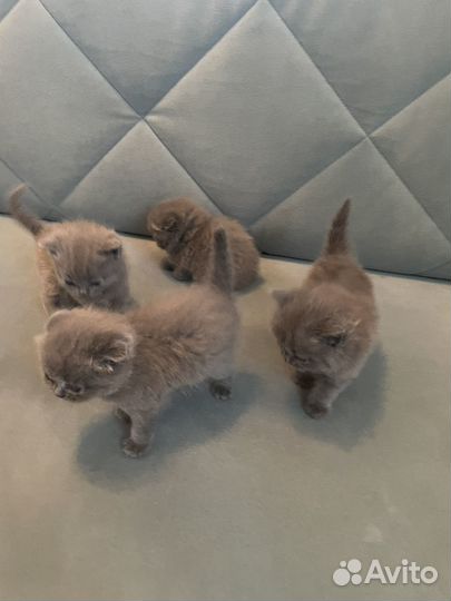 Британские котята