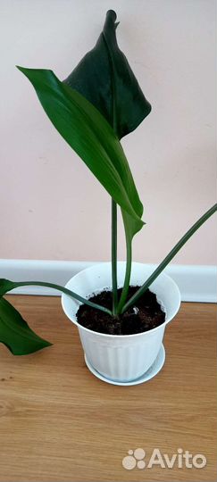 Эухарис амазонская лилия
