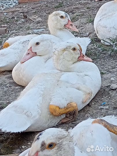 Утята, индюшата