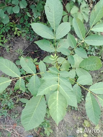 Грецкий орех саженцы