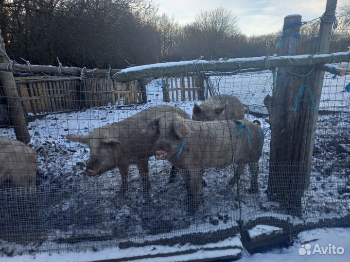 Хряк на племя