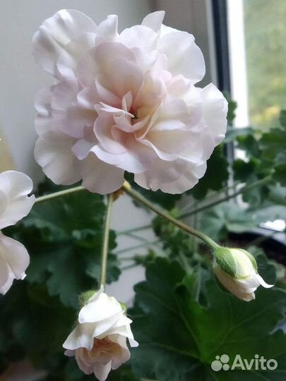 Пеларгония ив Вдохновение и др