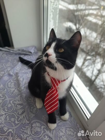 Котик в добрые руки