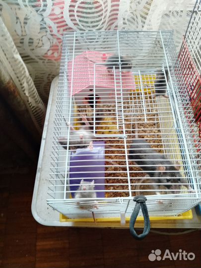 Крысята дамбо