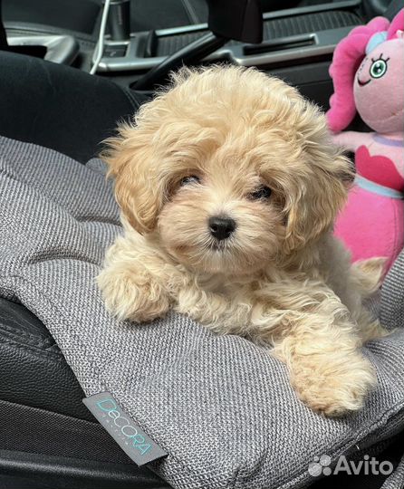 Мальтипу ф1 micro тедди