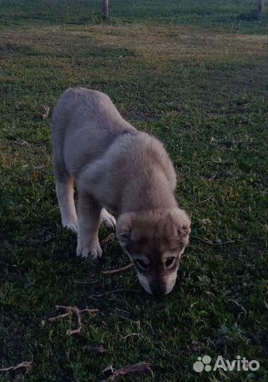 Щенки алабая