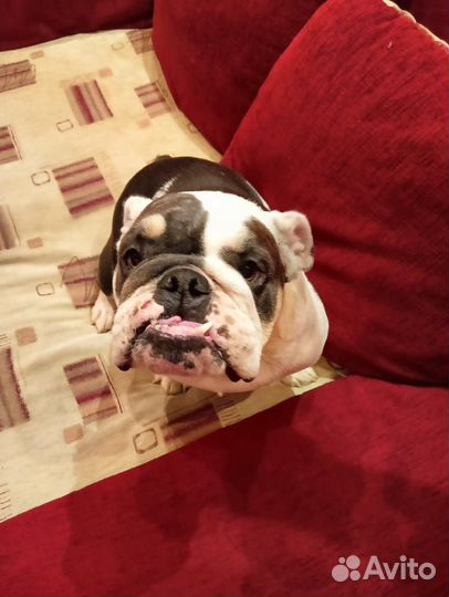 Английский бульдог