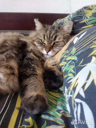 Кошки мейн-кун