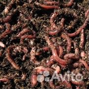 Черви красные навозные