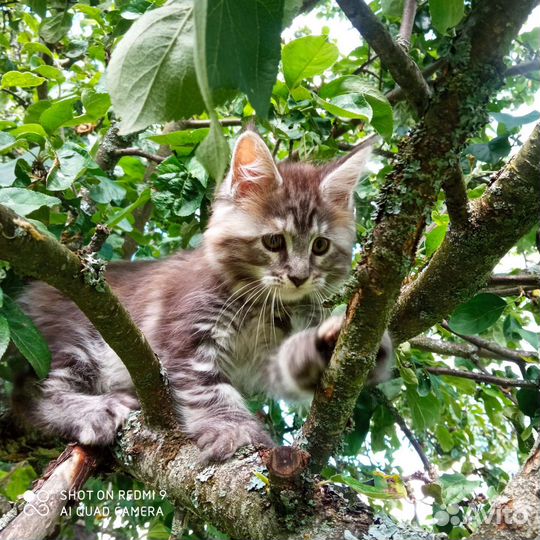 Котята Мейн Кун