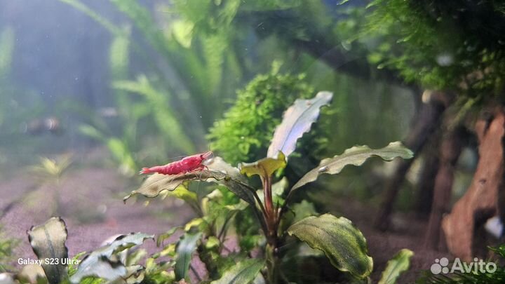 Пистия в аквариум, креветки