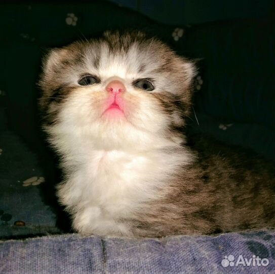 Котенок, шотландский мальчик