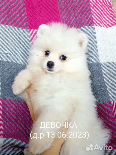 Продаю щенков померанского шпица
