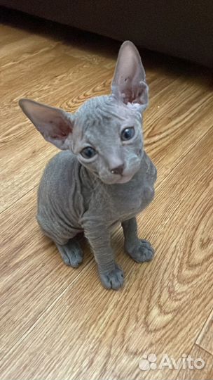 Донской сфинкс