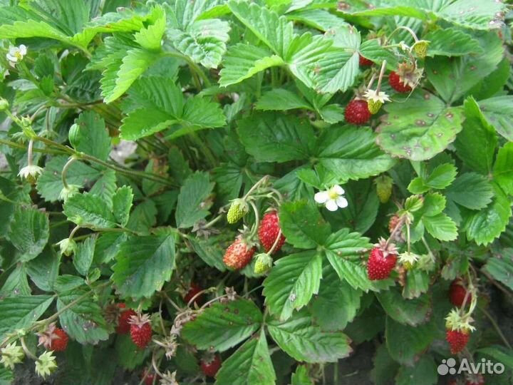Клубника, земляника кустики, лук многолетний