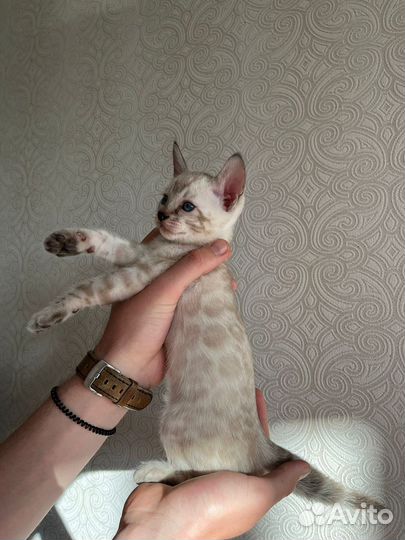 Бенгальский котенок (мальчик)