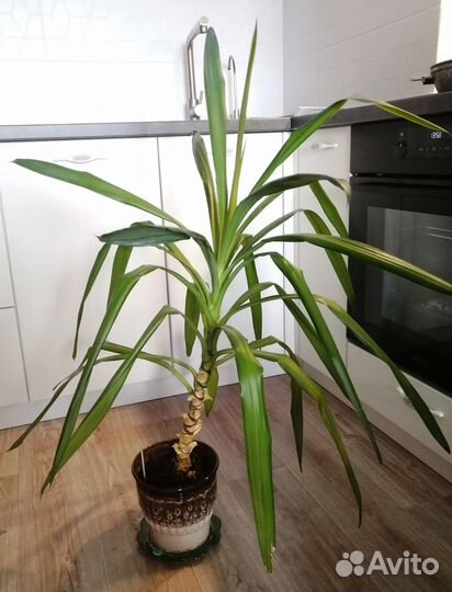 Комнатные цветы Юкка