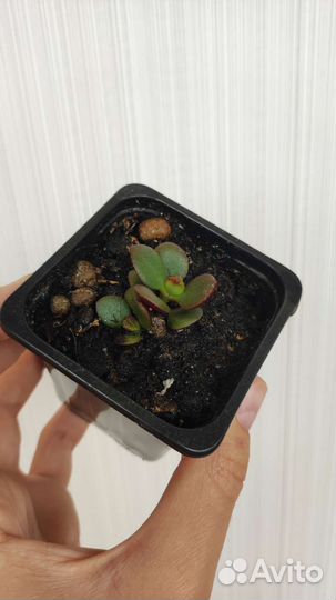 Крассула, эхеверия суккуленты