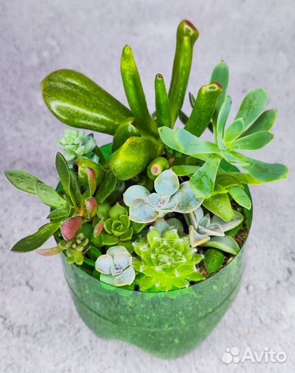 Микс из суккулентов (12-15 видов в горшочке)