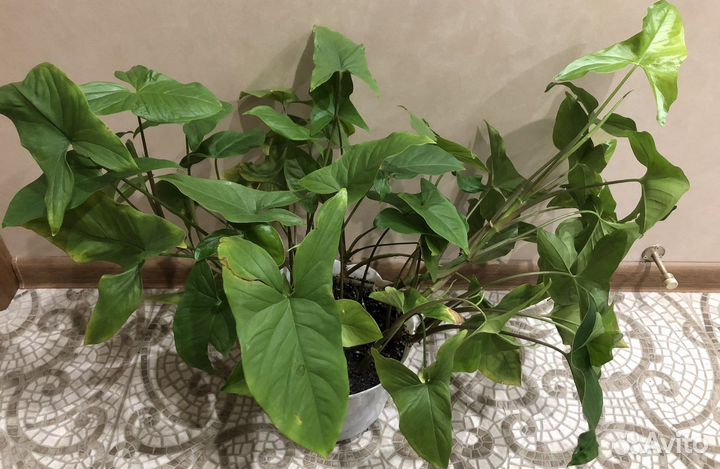 Комнатные цветы