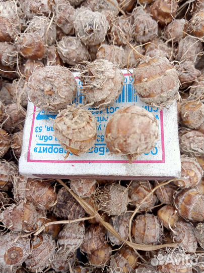 Чуфа. Земляной миндаль