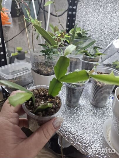 Комнатные цветы