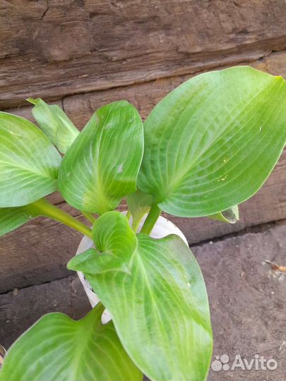 Хоста подорожниковая