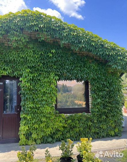 Можжевельник Блю Эрроу из питомника с доставкой