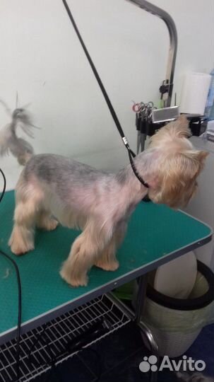 Груминг (стрижка кошек и собак)