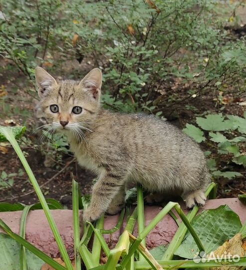 Котенок 1,5 мес