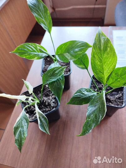 Комнатные растения