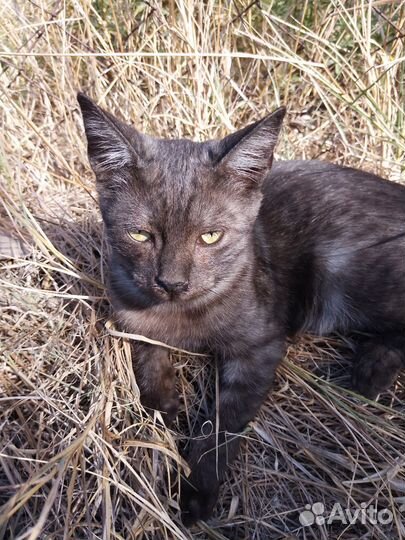 Котята, мальчики